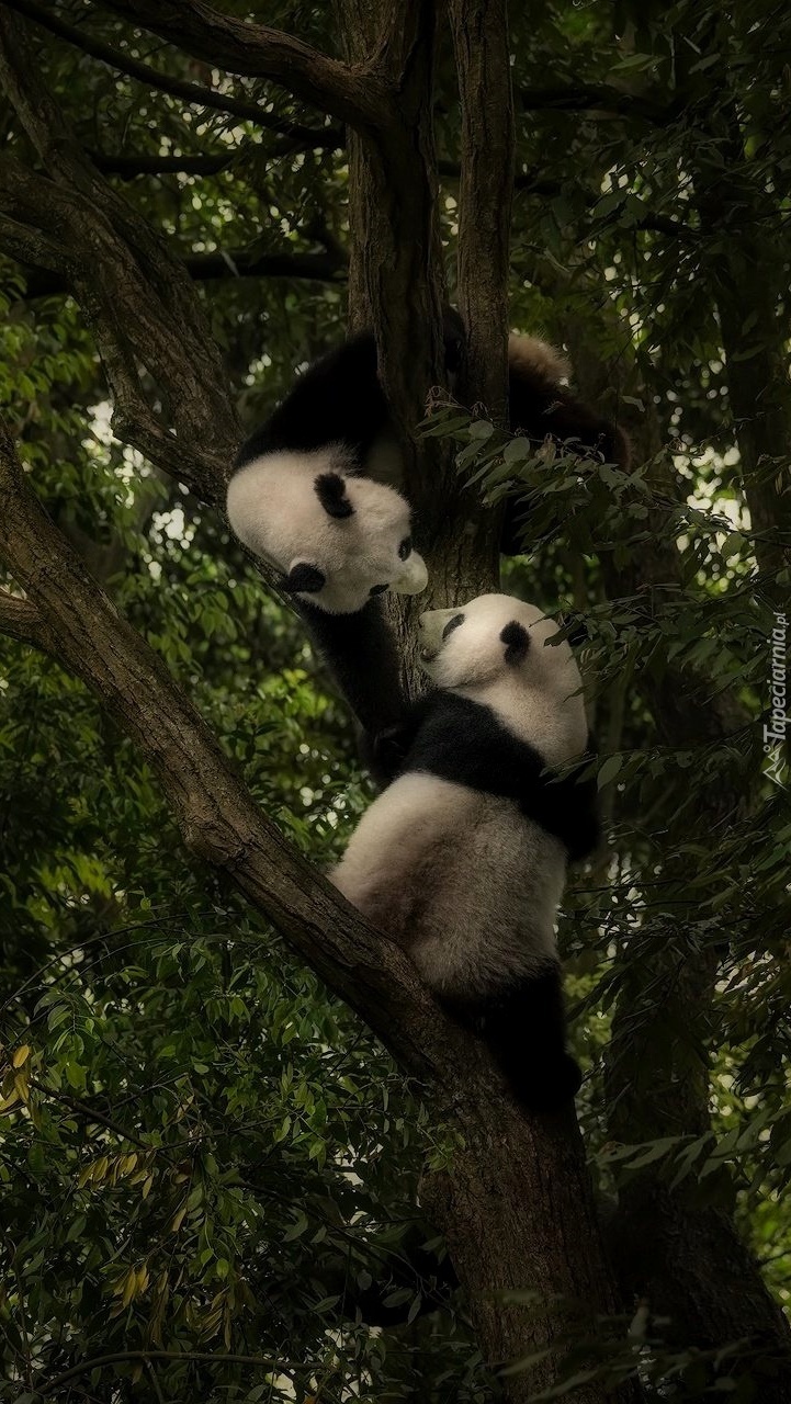 Pandy na liściastym drzewie