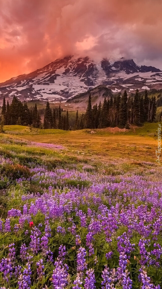 Panorama Parku Narodowego Mount Rainier