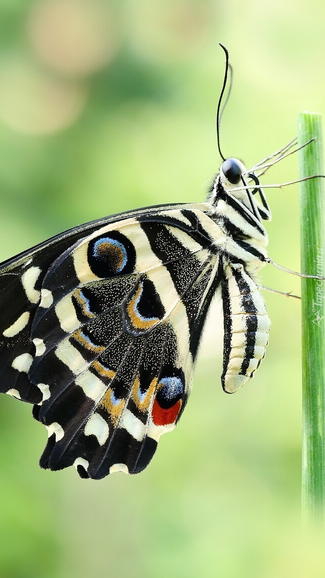 Papilio demodocus na gałązce