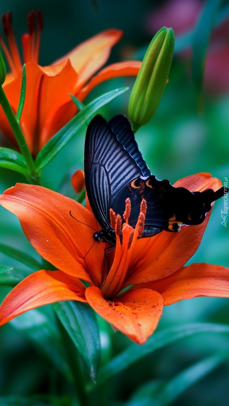 Papilio okinawensis na lilii