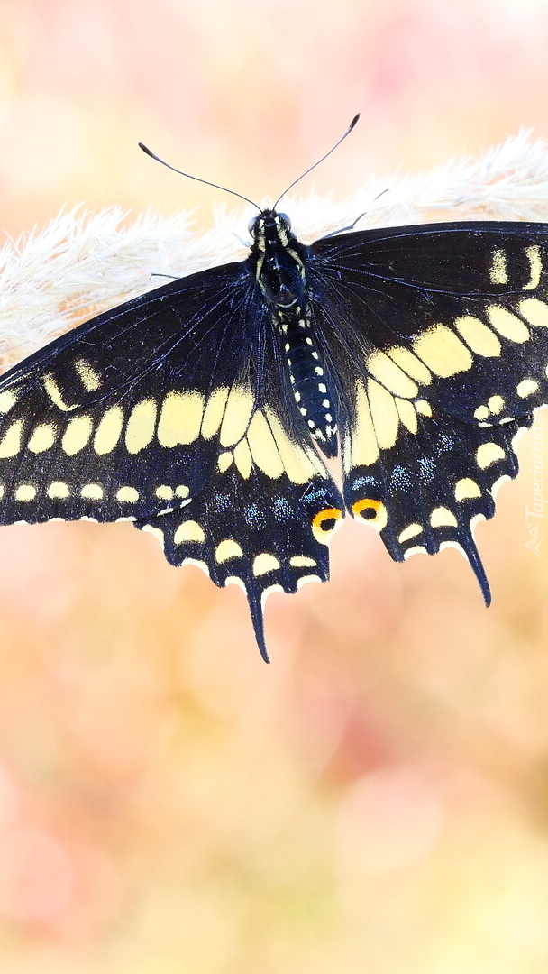Papilio polyxenes w zbliżeniu