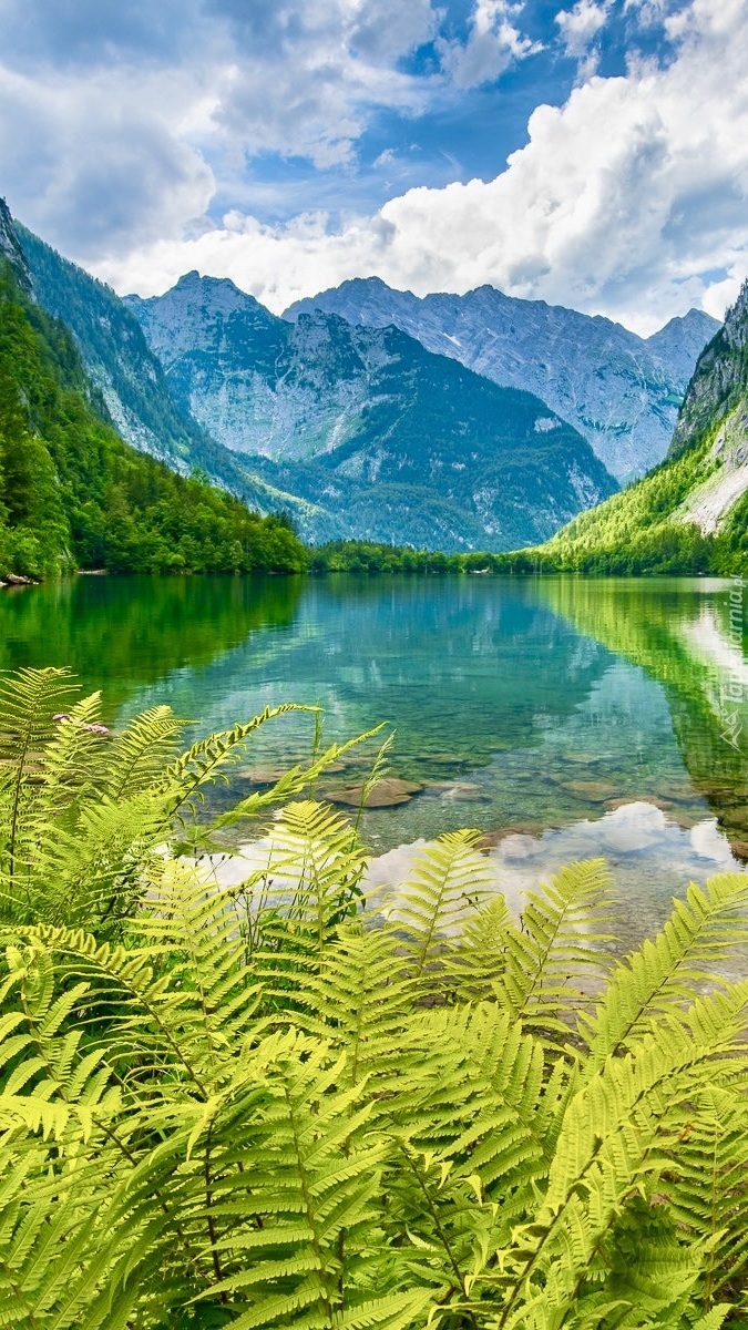 Paprocie nad jeziorem Obersee