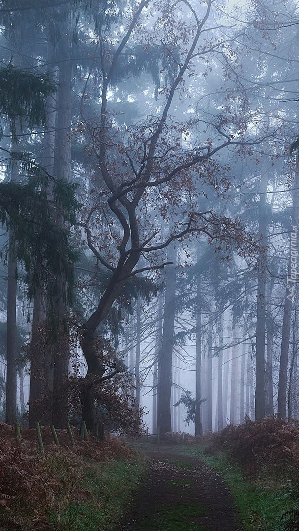 Paprocie pod drzewami w lesie