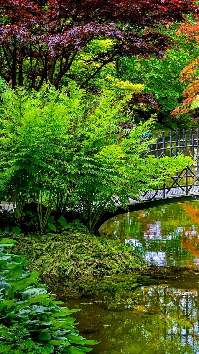 Paprocie zielone nad stawem przy mostku