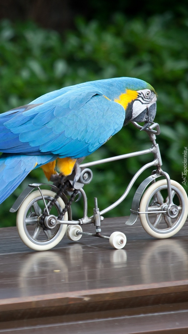 Papuga na rowerze
