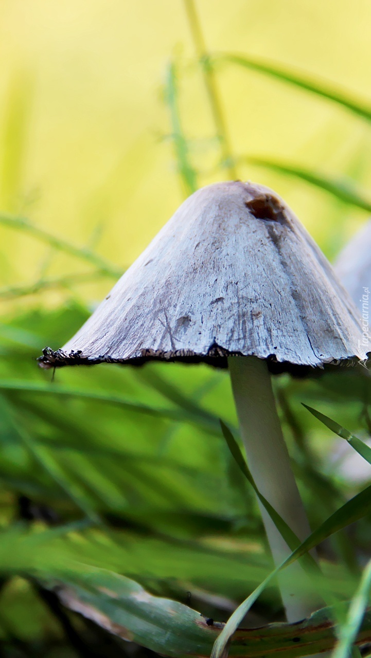 Parasolkowaty grzyb w trawie