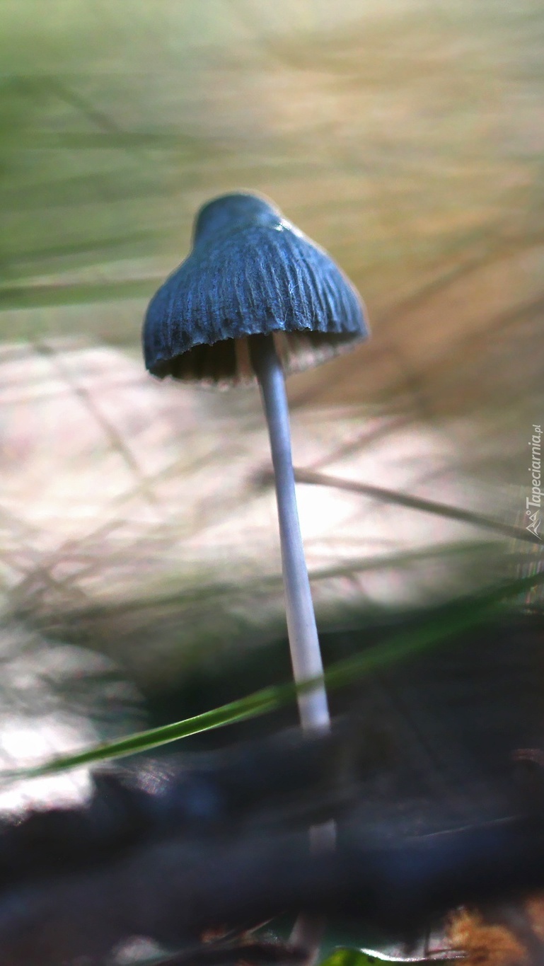 Parasolkowaty niebieski grzyb