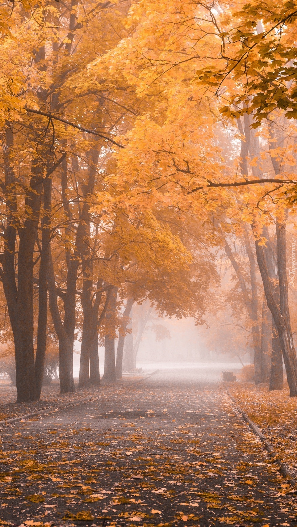 Park jesienią