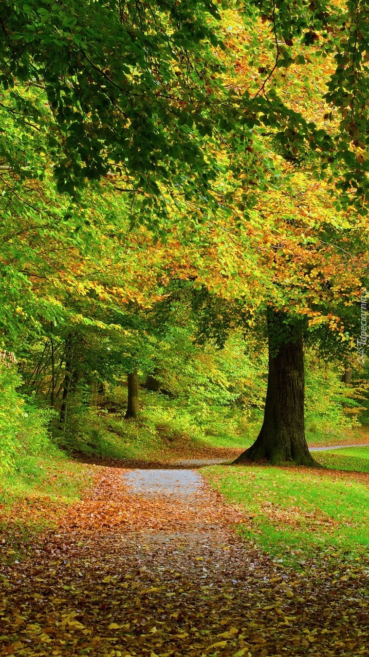 Park jesienną porą