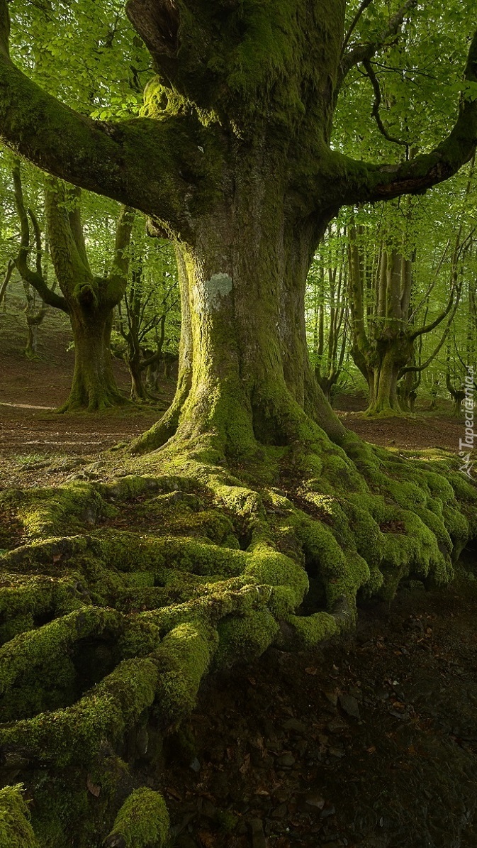 Park Narodowy Gorbea z omszałymi drzewami