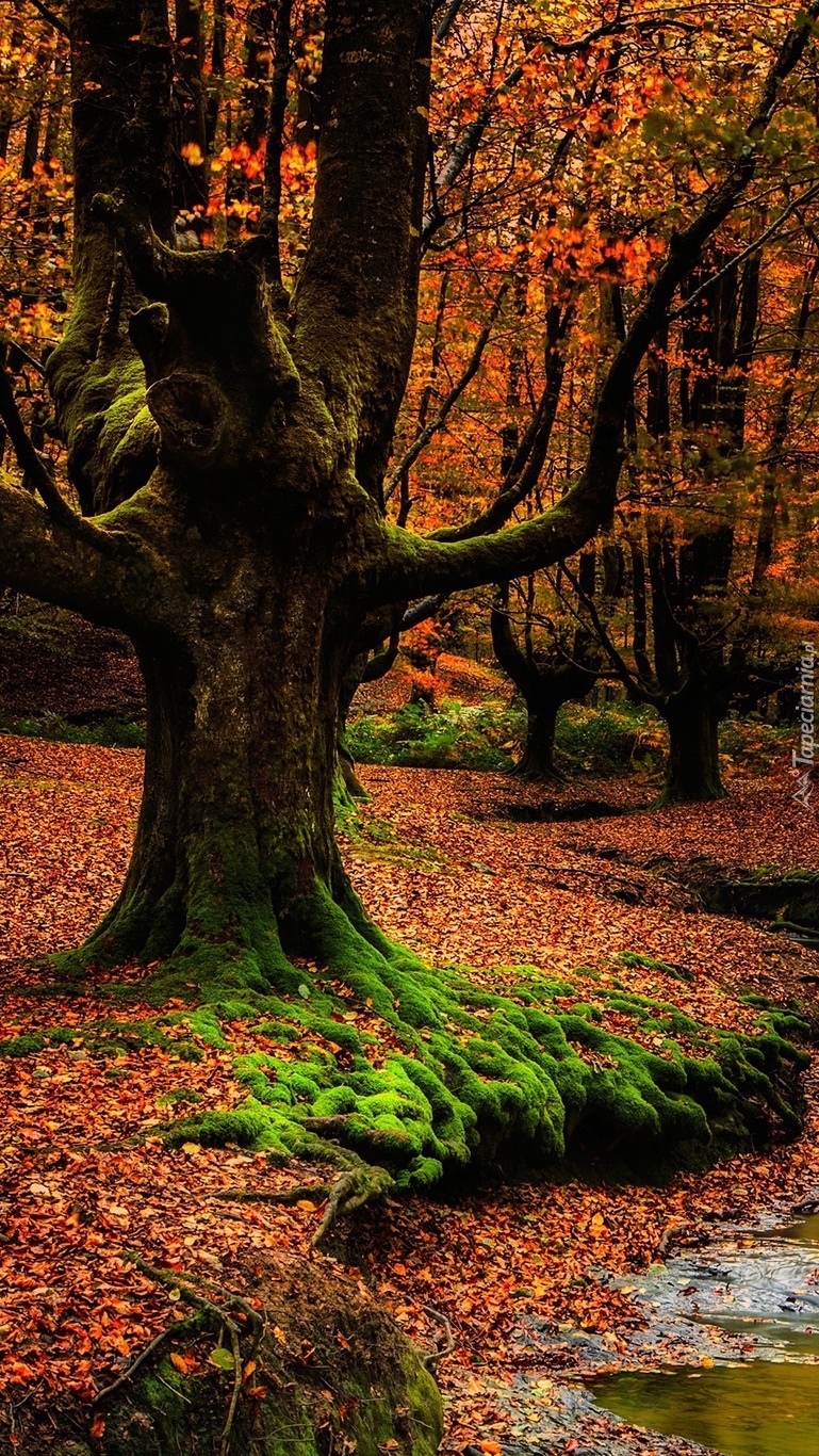 Park Narodowy Gorbea