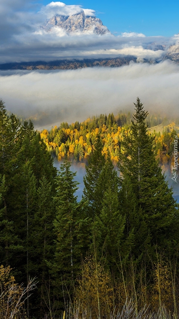 Park Narodowy Grand Teton we mgle