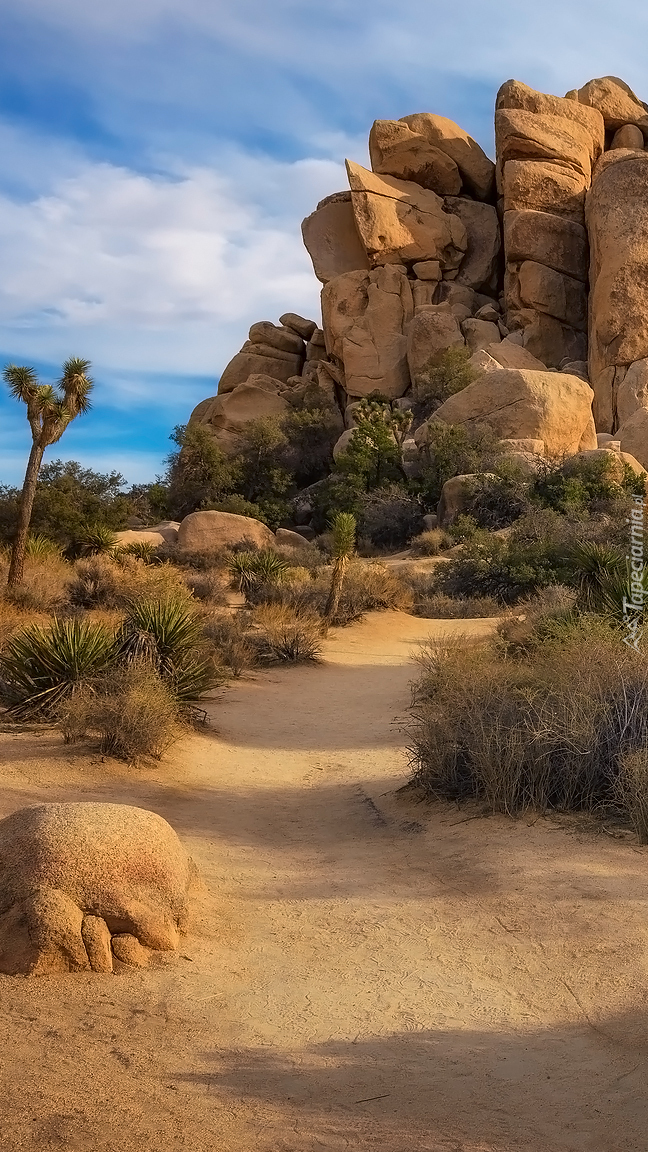 Park Narodowy Joshua Tree