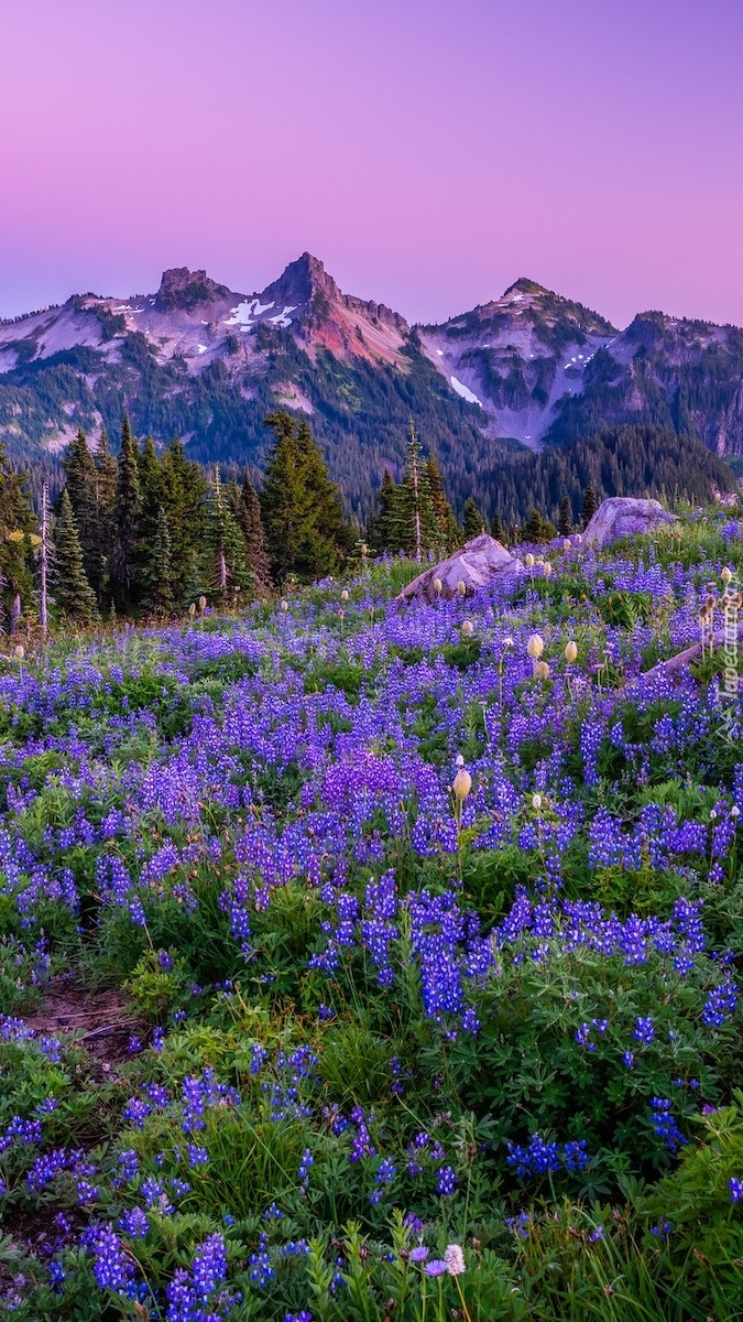 Park Narodowy Mount Rainier