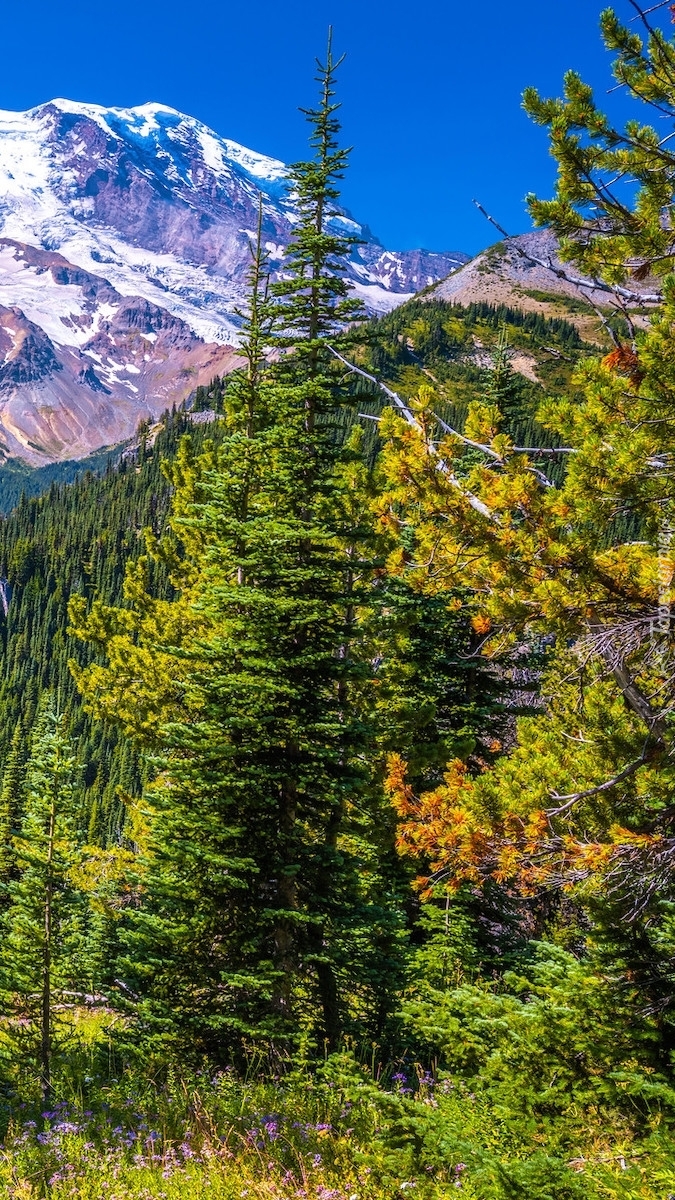 Park Narodowy Mount Rainier