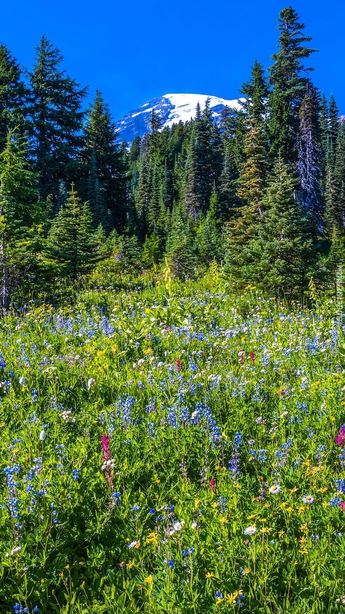 Park Narodowy Mount Rainier