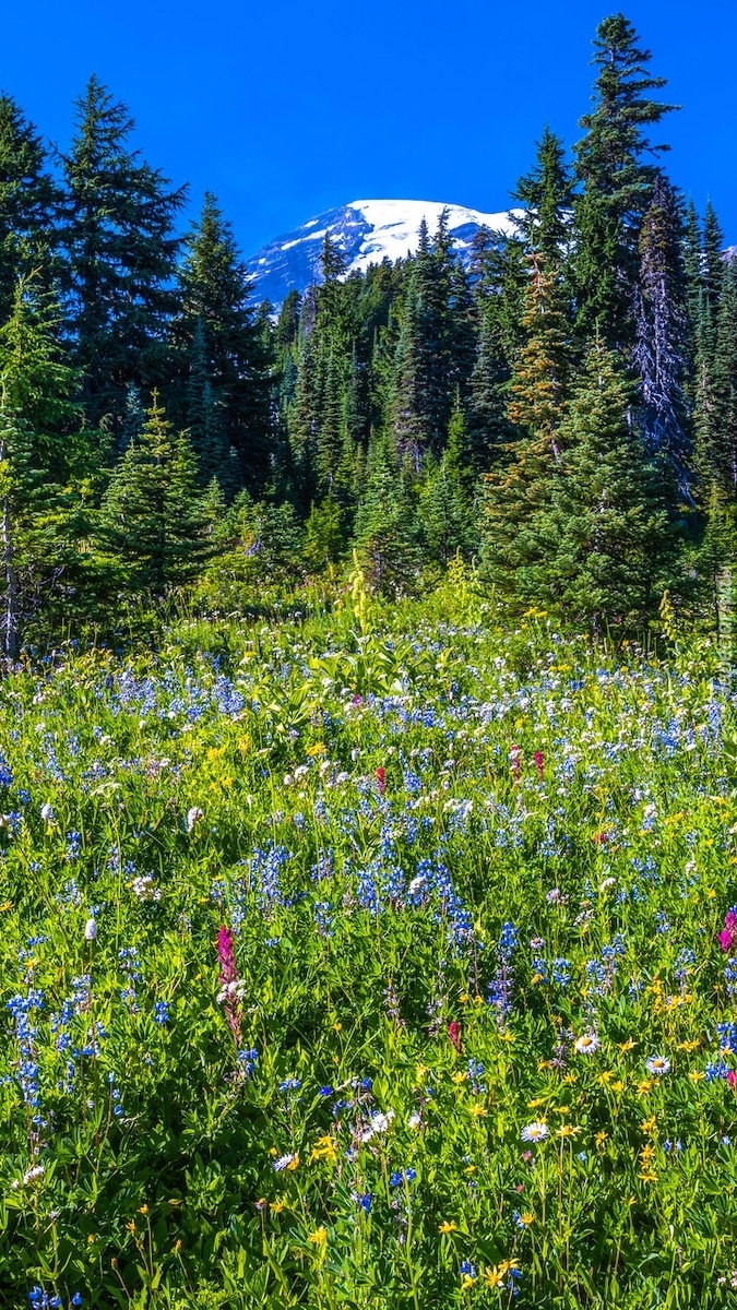 Park Narodowy Mount Rainier