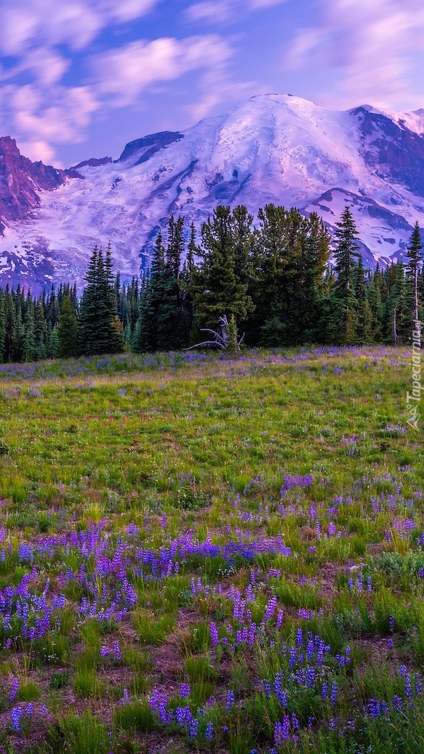 Park Narodowy Mount Rainier