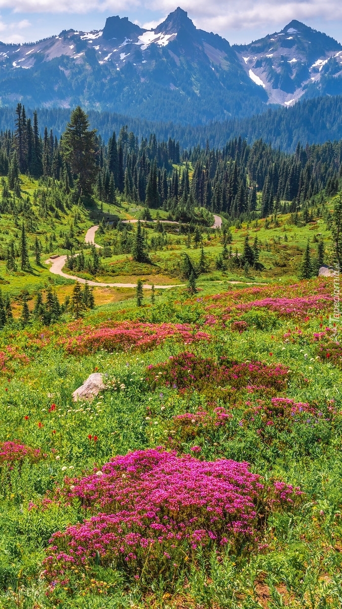 Park Narodowy Mount Rainier