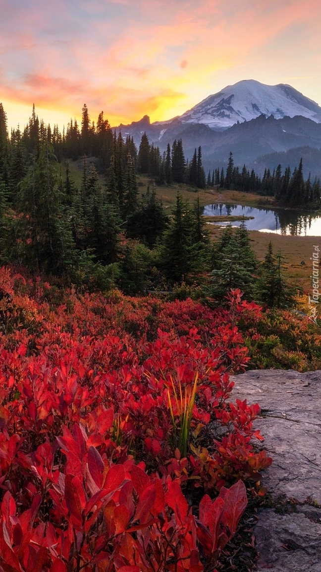 Park Narodowy Mount Rainier