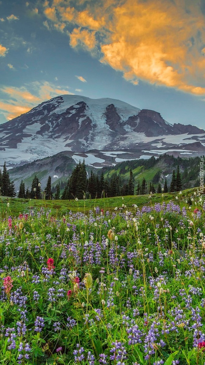 Park Narodowy Mount Rainier