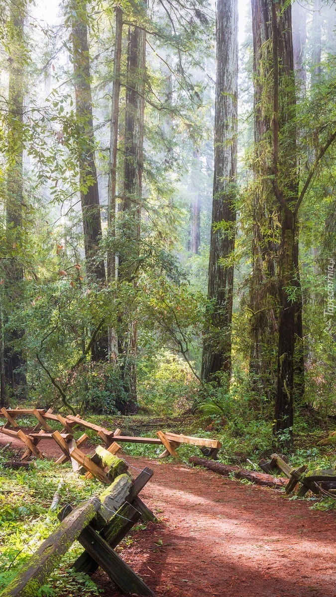 Park Narodowy Redwood w Kalifornii