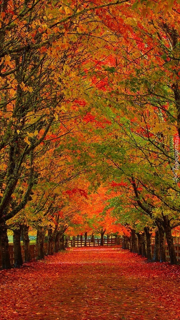 Parkowa alejka jesienią