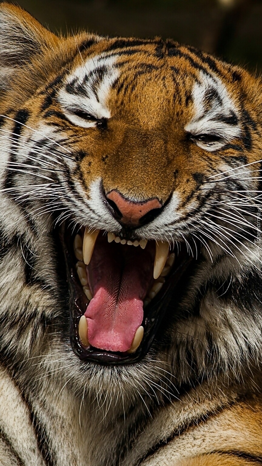 Paszcza tygrysa