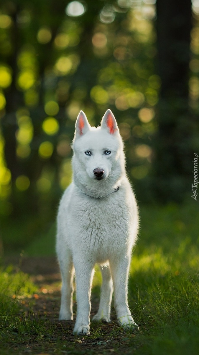 Patrzący siberian husky