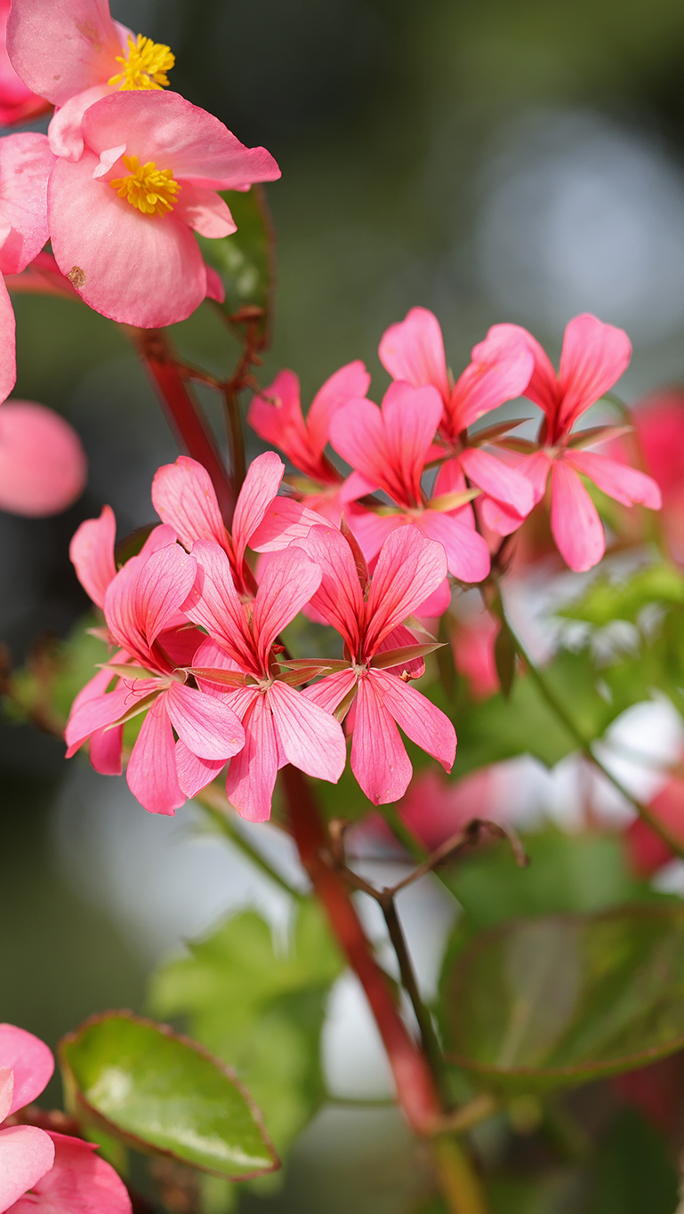 Pelargonia