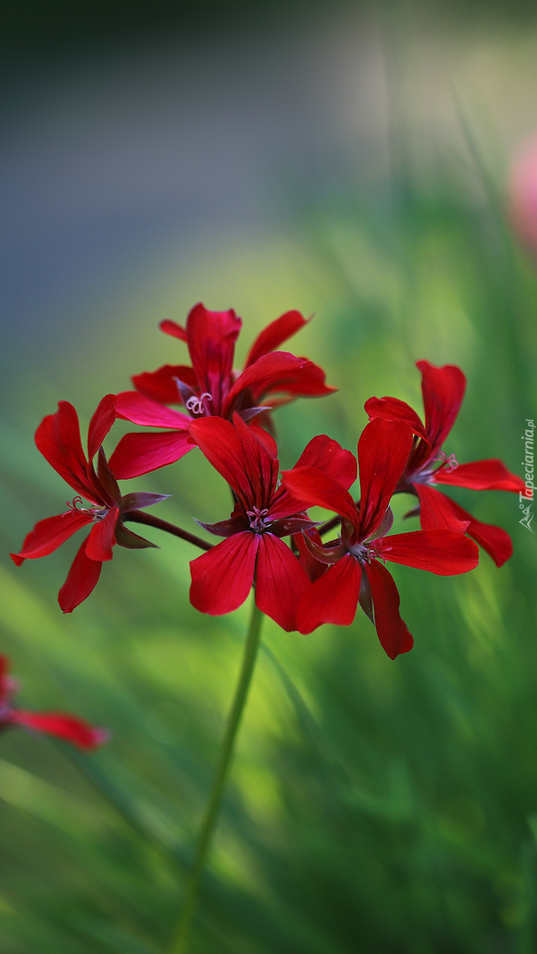 Pelargonie czerwone