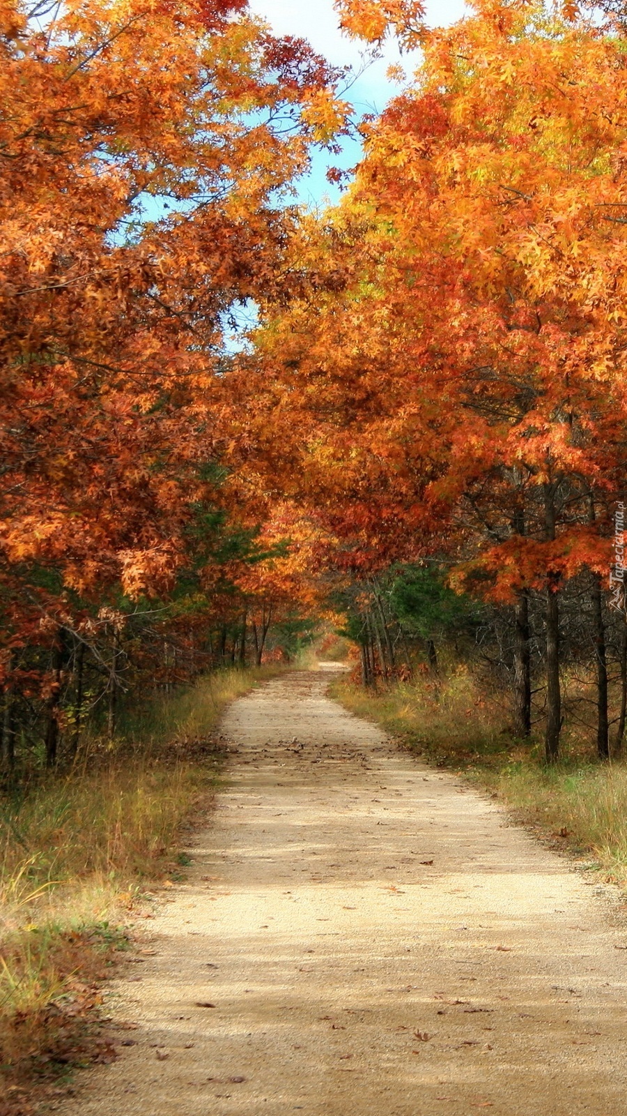 Piaszczysta leśna jesienna droga