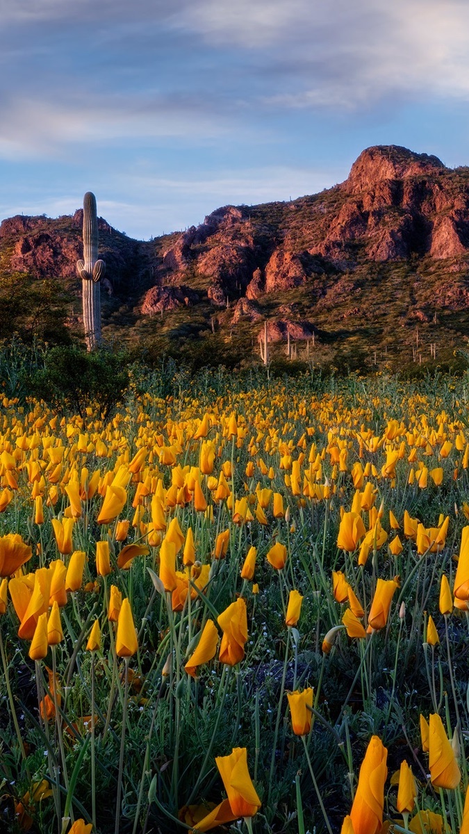 Picacho Peak State Park