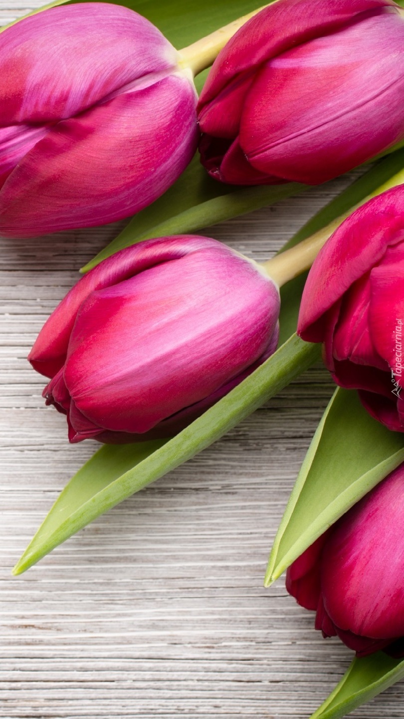 Pięć bordowych tulipanów na desce