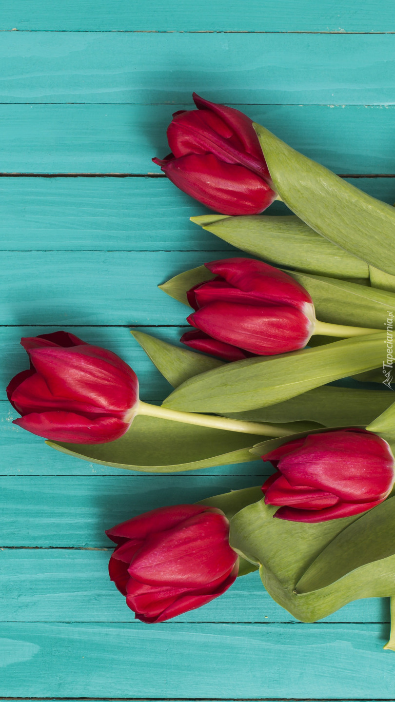 Pięć czerwonych tulipanów