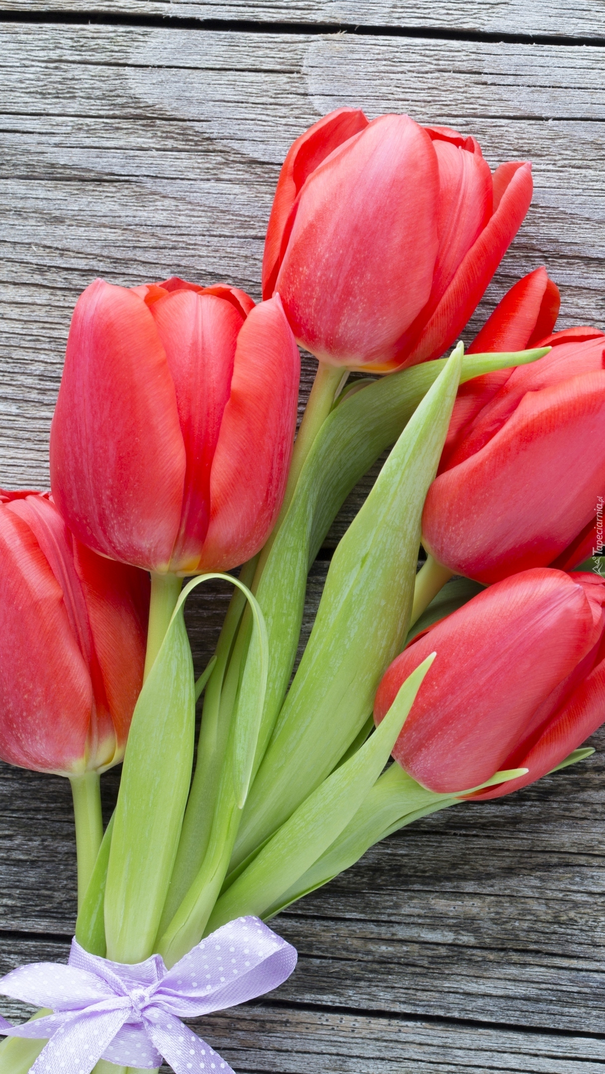 Pięć czerwonych tulipanów