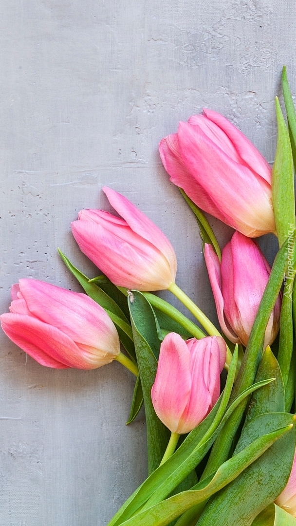 Pięć różowych tulipanów