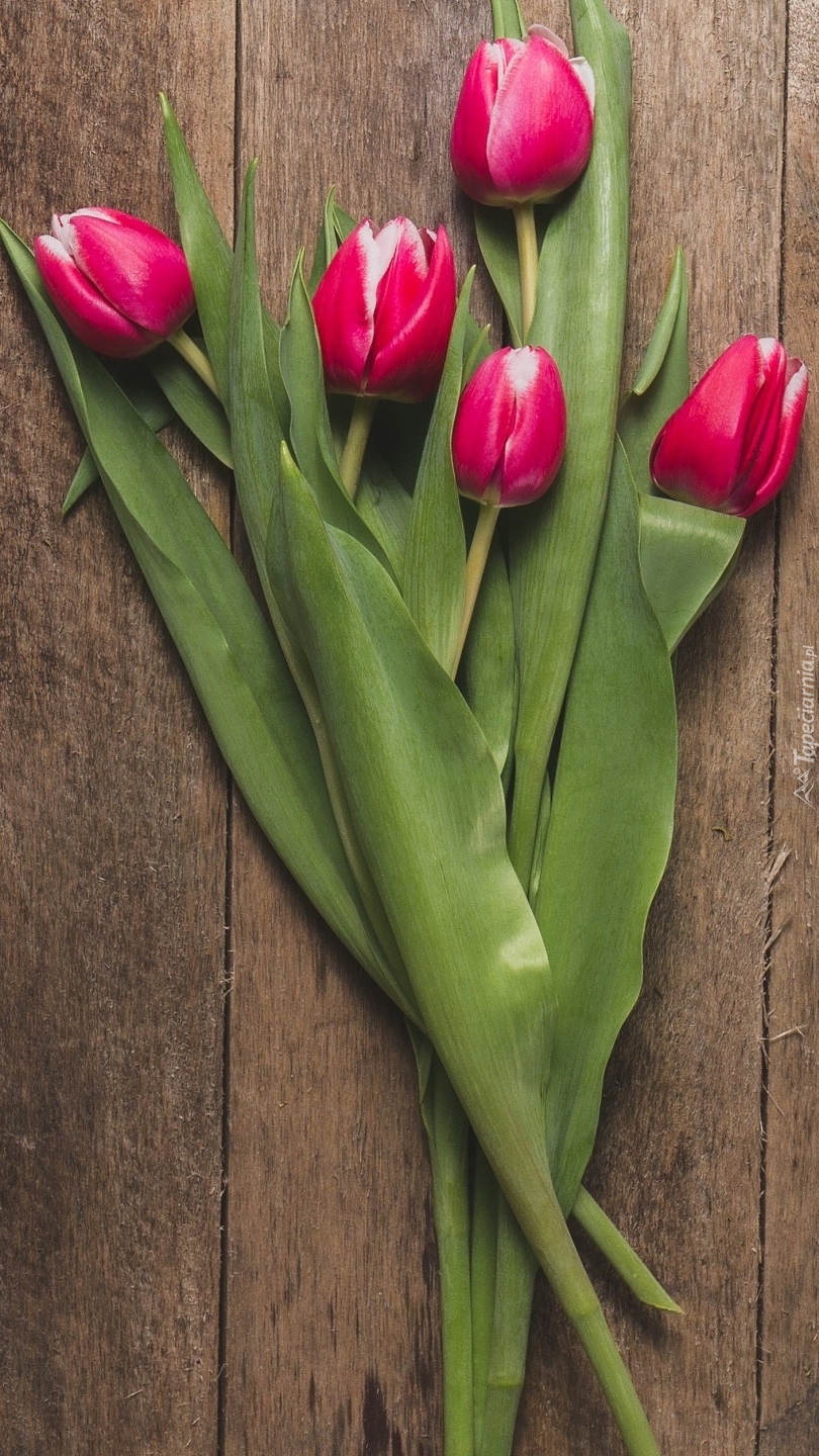 Pięć tulipanów na deskach
