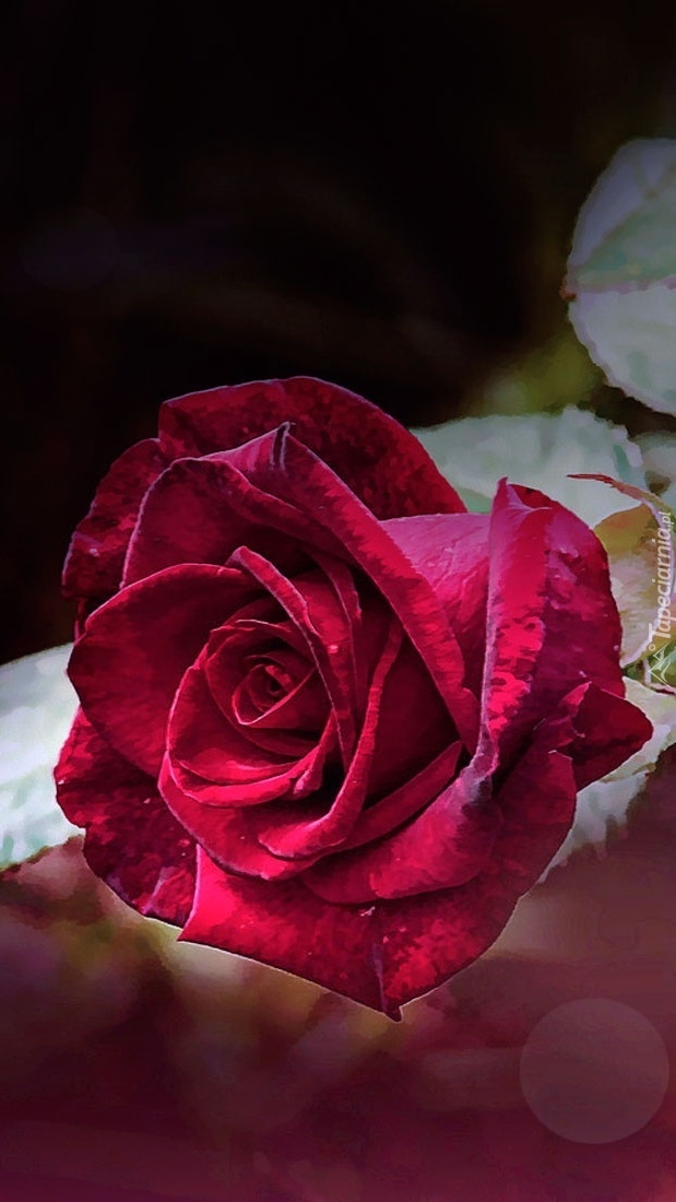 Piękna czerwona róża