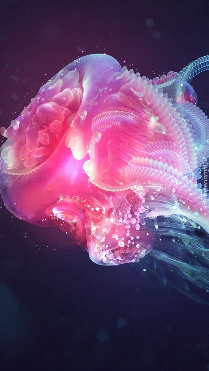 Piękna meduza