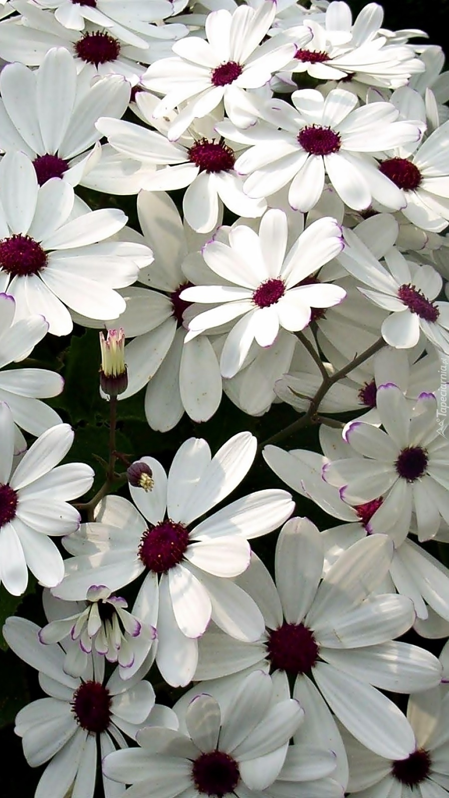 Piękne białe kwiatki o bordowych środkach