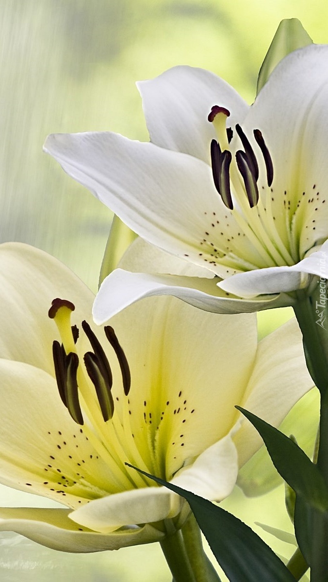 Piękne białe lilie