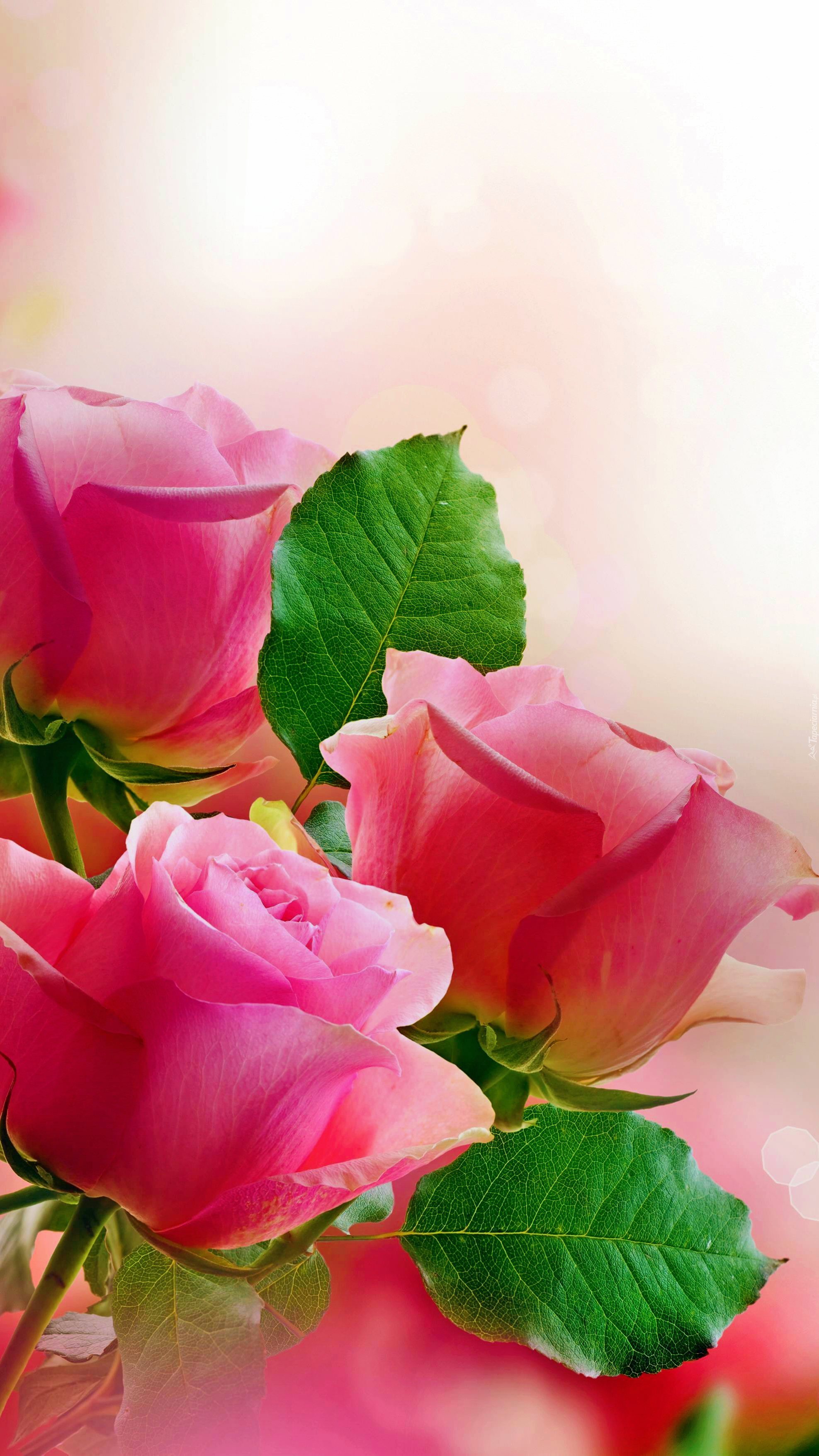 Piękne róże do wazonu