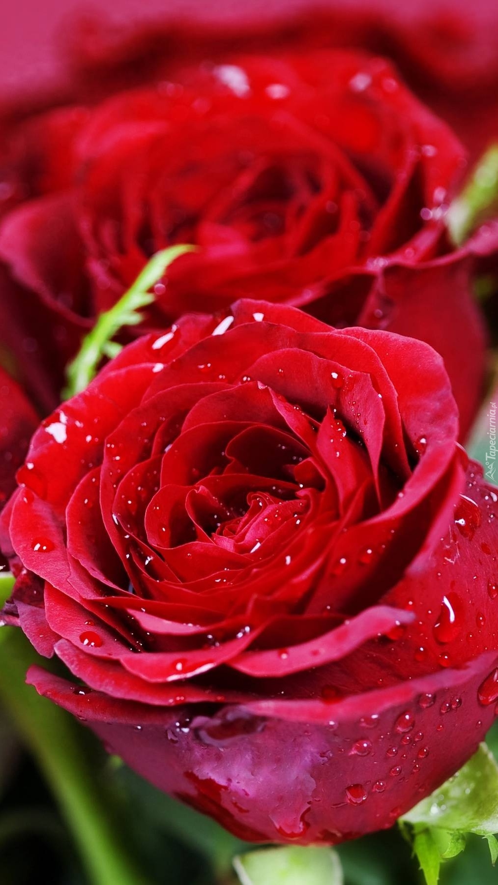 Piękno róży