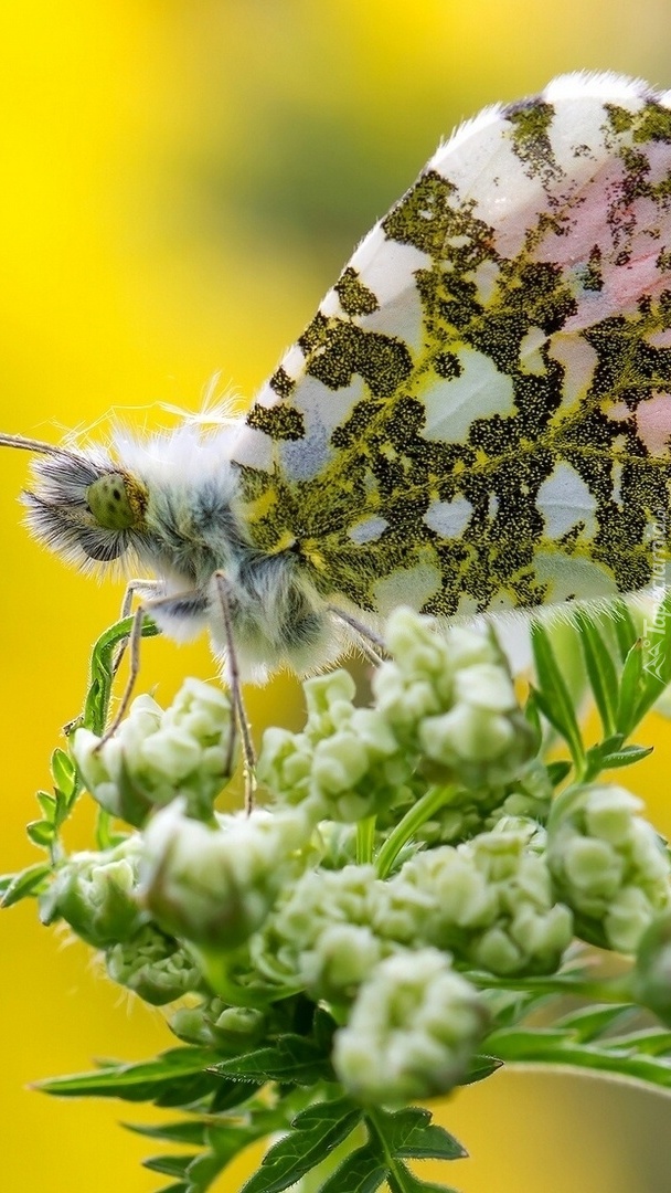 Piękny motyl na kwiatku