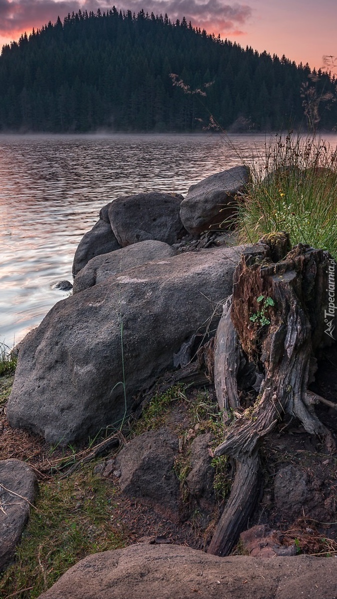 Pień i kamienie nad jeziorem