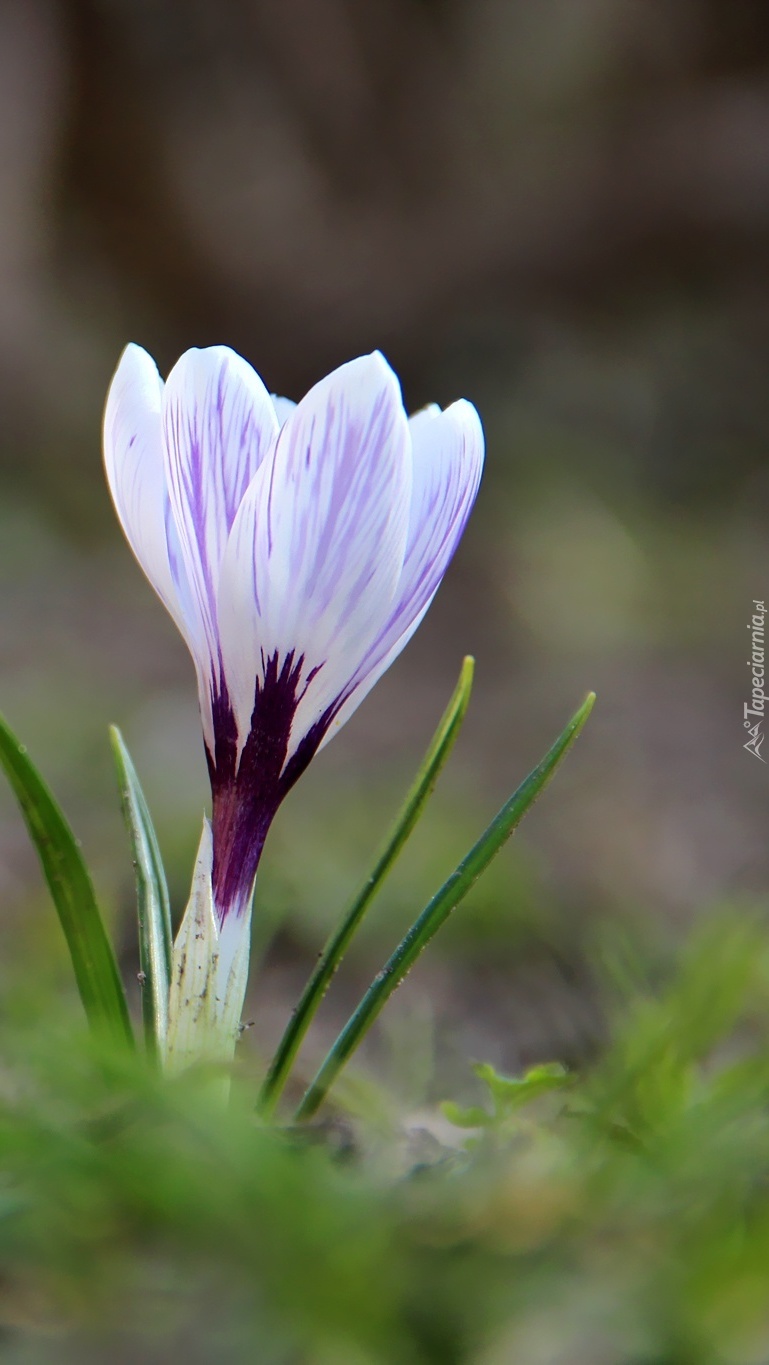 Pierwszy biało-liliowy krokus wiosną