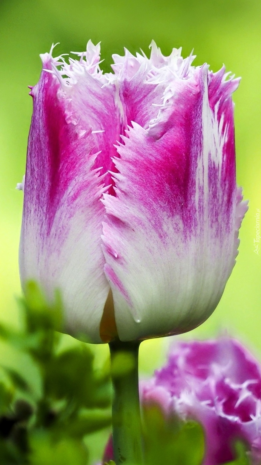 Pierzasty tulipan
