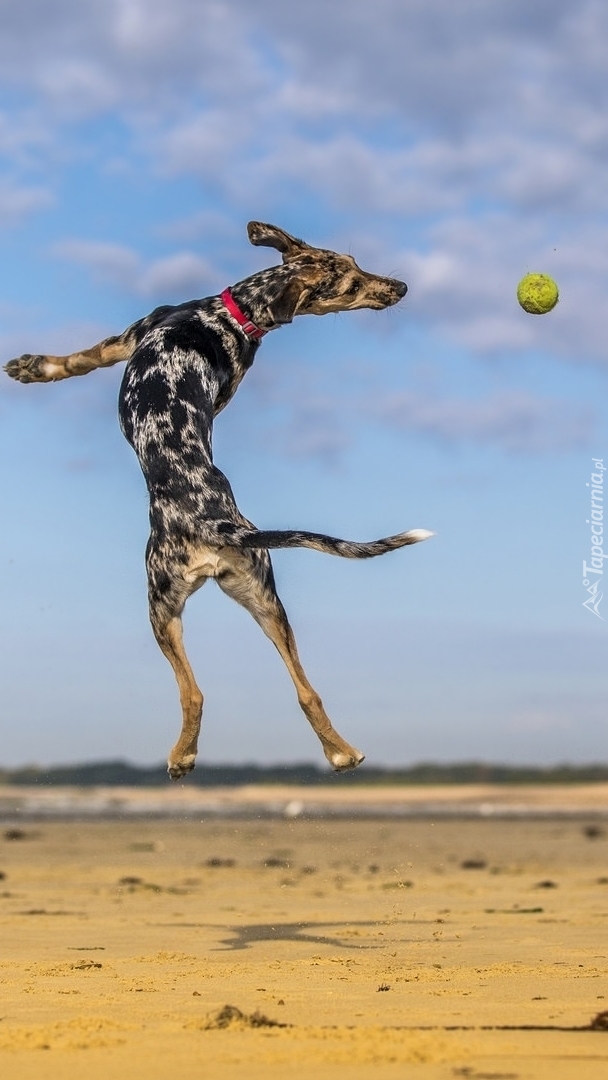 Pies bawiący się piłką