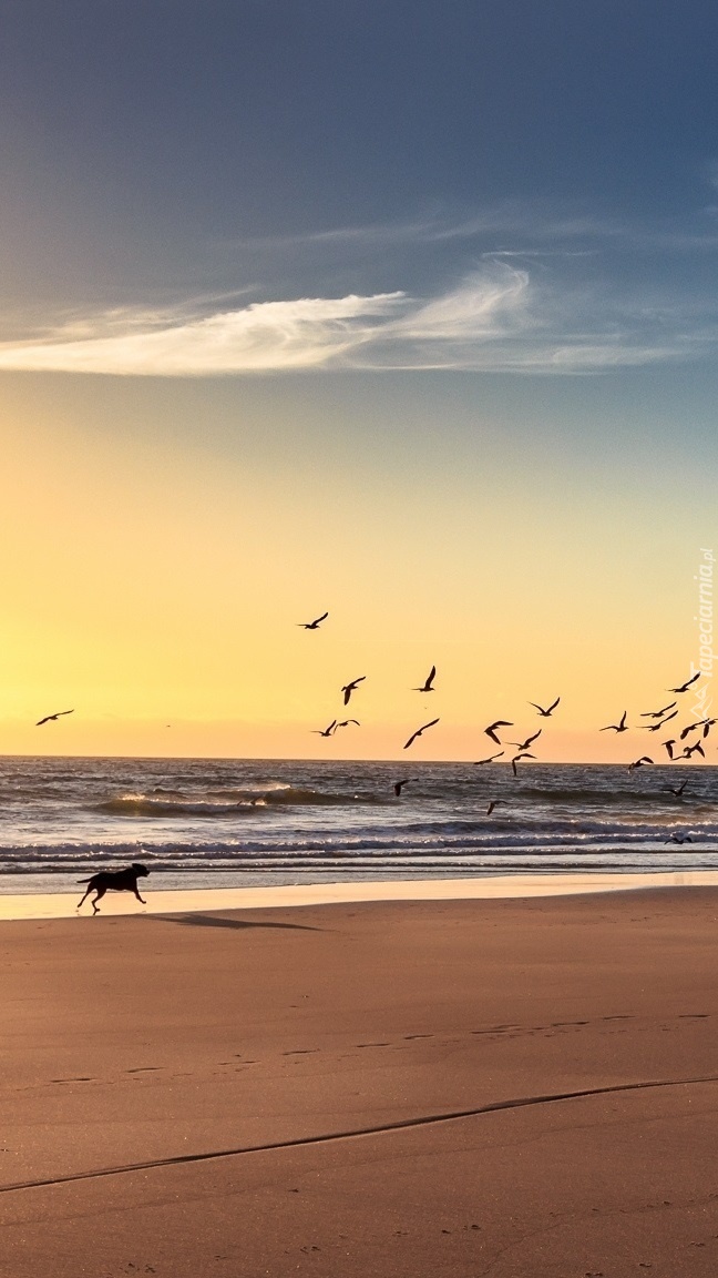 Pies biegnący brzegiem morza